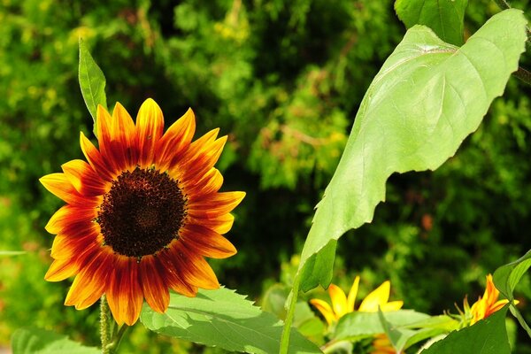 Makrobild einer Sonnenblume und eines grünen Blattes