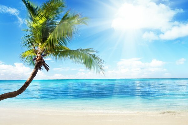 Summer landscape of palm trees on the background of the ocean