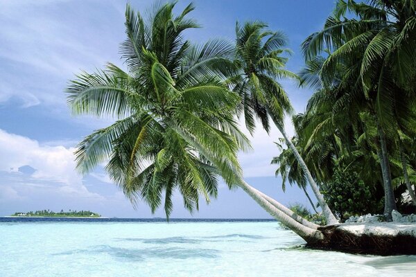 Пляж , белоснежный песок, пальмы, тропический рай