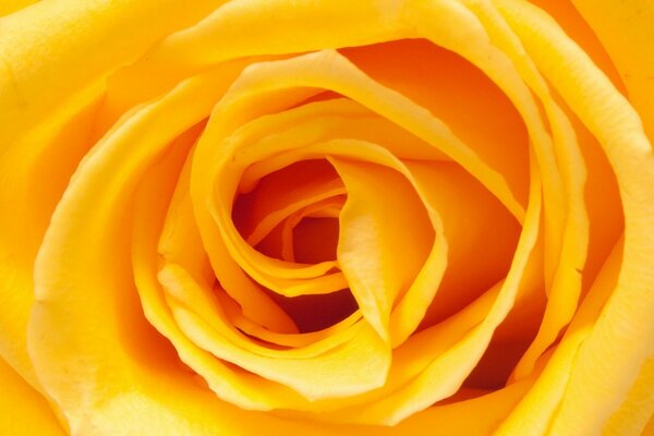 Yellow rose, delicate petals macro image