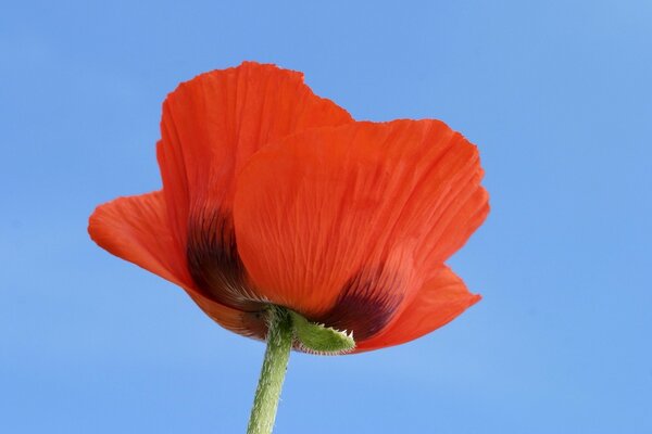 Scarlet poppy on a blue background