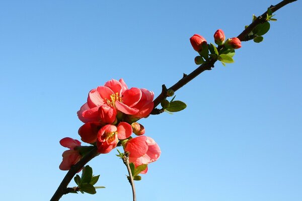 A twig with orange flowers