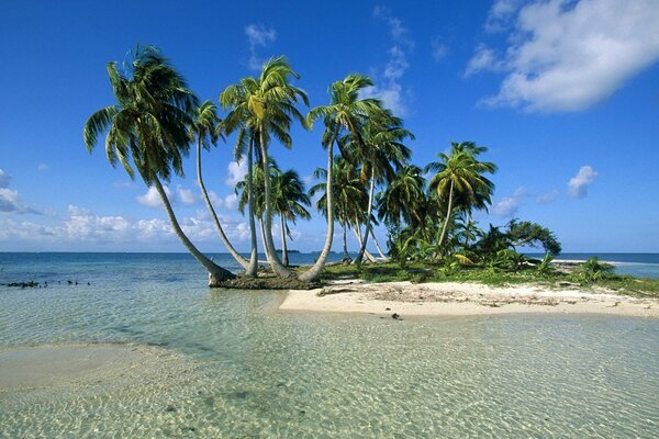 Eine sandige Insel mit Palmen inmitten eines klaren, klaren Meeres