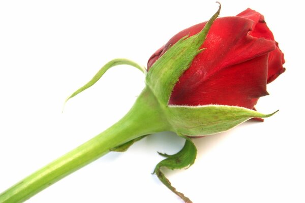 A red rose bud, a delicate flower