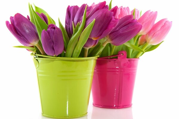 Pink and lilac tulips in buckets