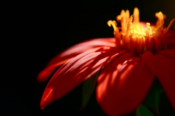 Flor de fuego, hermosa fotografía macro