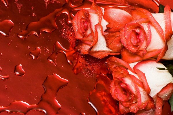 Roses on a red background with water drops