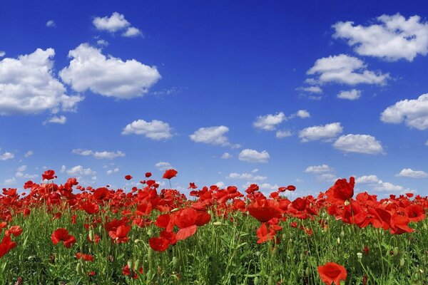 Poppy field under a beautiful sky