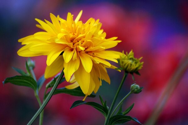 Fluffy yellow petals close up