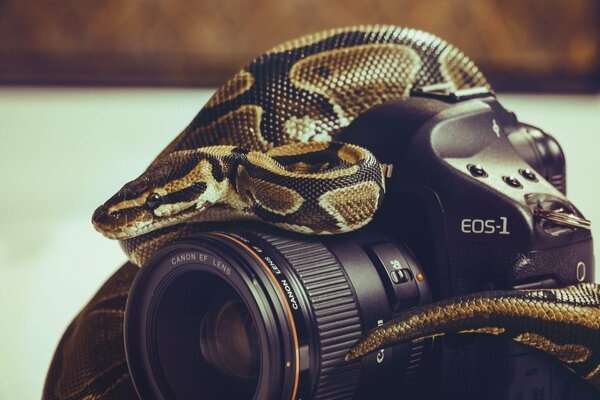 The lens of a powerful camera with a snake-like case for