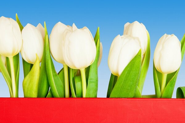 White tulips as a symbol of purity and tenderness