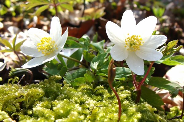 Mikroaufnahmen, Frühling, sanfte Sonnenstrahlen auf schneeweißen Blumen