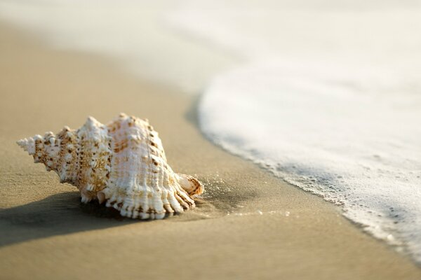 Coquillage sur le sable près de la vague de la mer