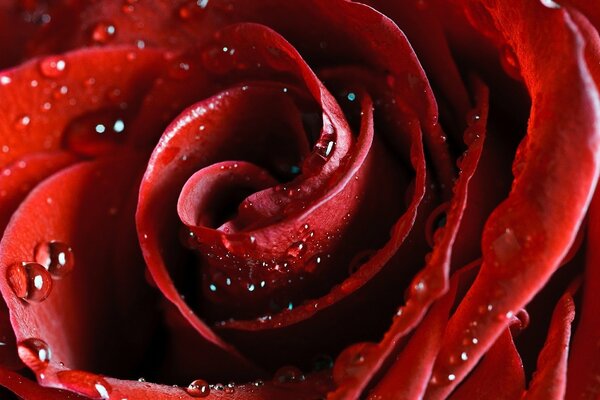 Water drops on rose petals