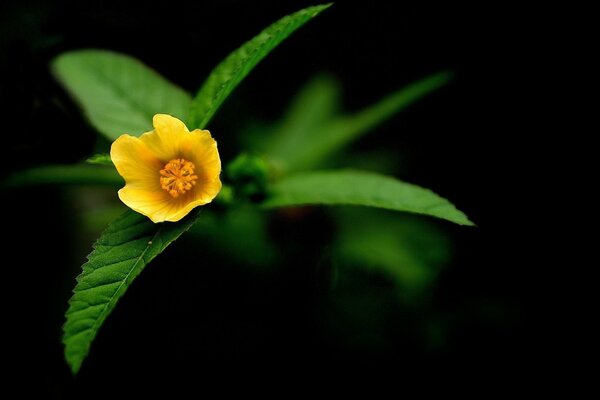 Little flower, macro photography, incredible flower