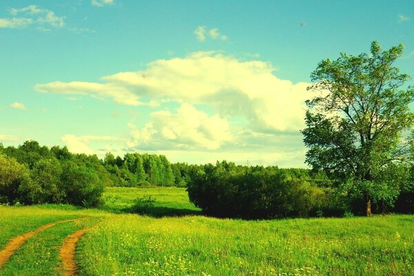Ścieżka wychodząca w horyzont wśród rozległej zieleni
