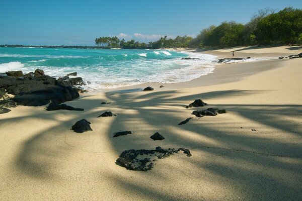 Beautiful shade of a palm tree on the beach