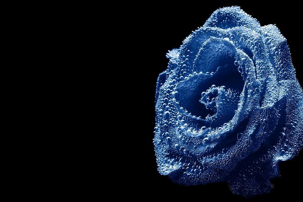 Blaue Rose und Tautropfen sind die perfekte Kombination