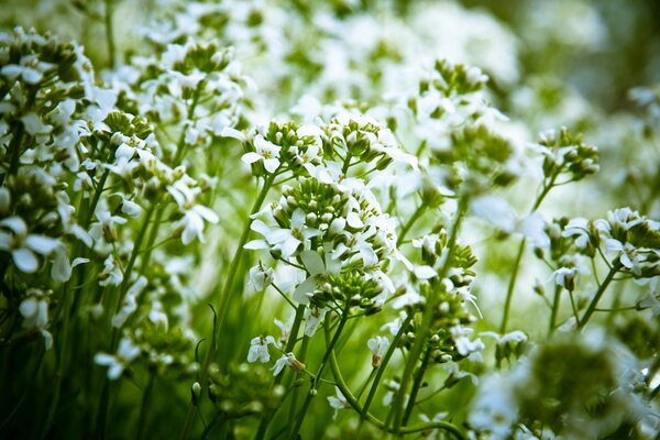 Weiße Wildblumen in der Natur