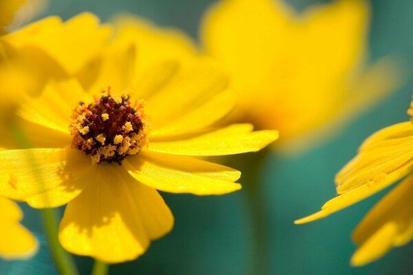 Fiori gialli per l umore primaverile