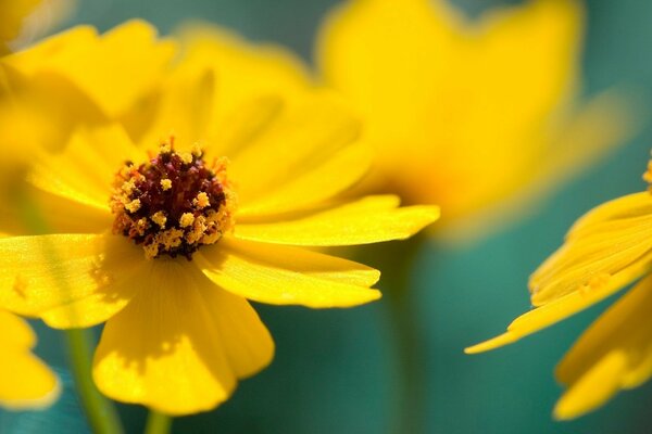 Żółte kwiaty na wiosenny nastrój