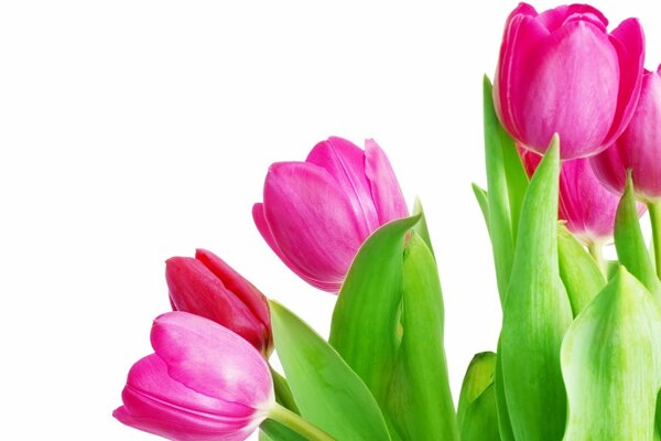 Pink tulips with fresh green leaves