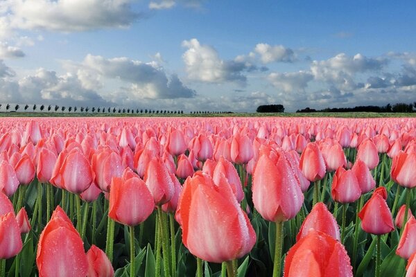 Champ de tulipes roses avec ciel bleu et nuages