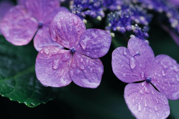 Dew drops on four flower leaves