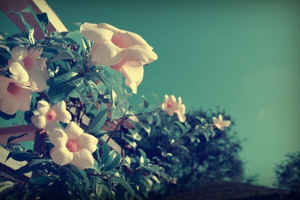 Pink twigs on the veranda in summer