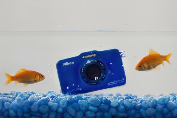Bella combinazione di pesci in acquario e fotocamera