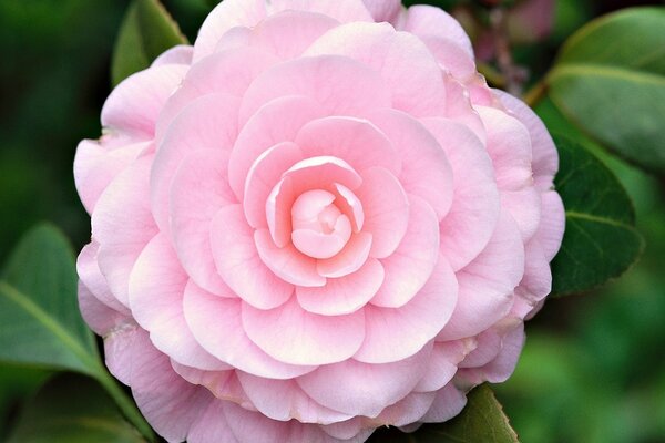 Rosa salvaje, fotografía macro de flores, hermoso fondo de pantalla