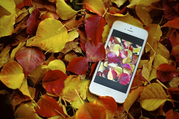 An iPhone with a screensaver of autumn leaves that lies on autumn leaves