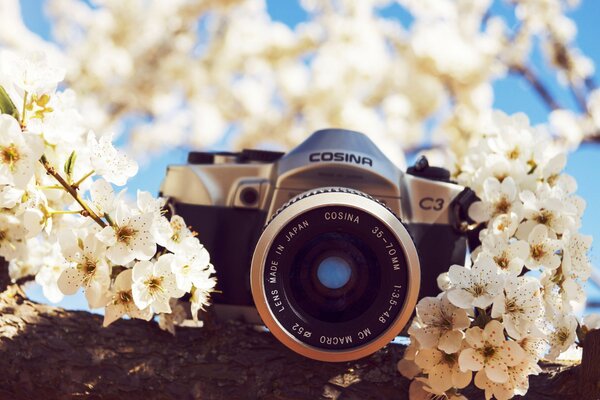 Cosina camera on a flowering tree branch