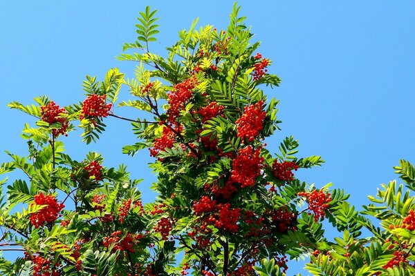 Sorbo rosso, piccole foglie sullo sfondo del cielo