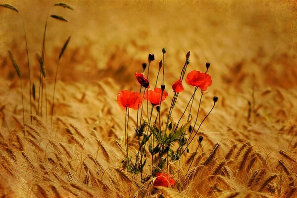 Poppy flowers from a field with golden rye