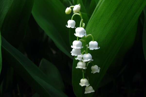 Muguet-décoration des forêts et des champs