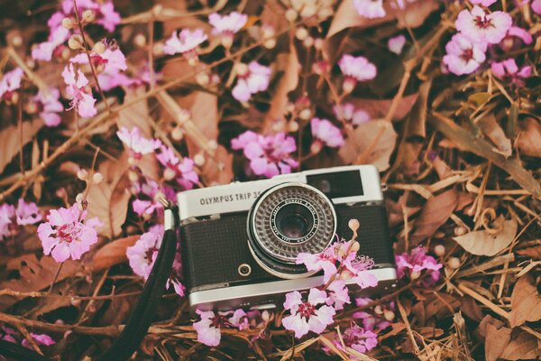 Objectif de l appareil photo sur les couleurs roses