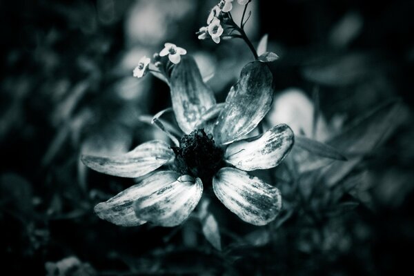 Foto de la naturaleza, ramita de pequeñas flores