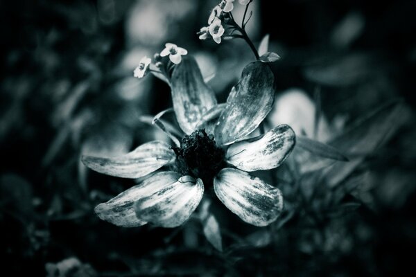 BW foto della natura, ramoscello di piccoli fiori