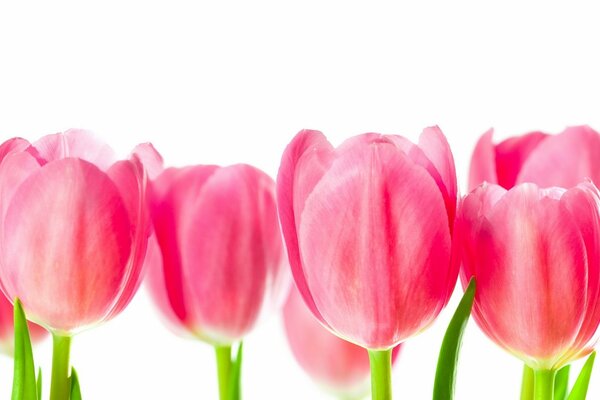 Beautiful pink tulips on a white background