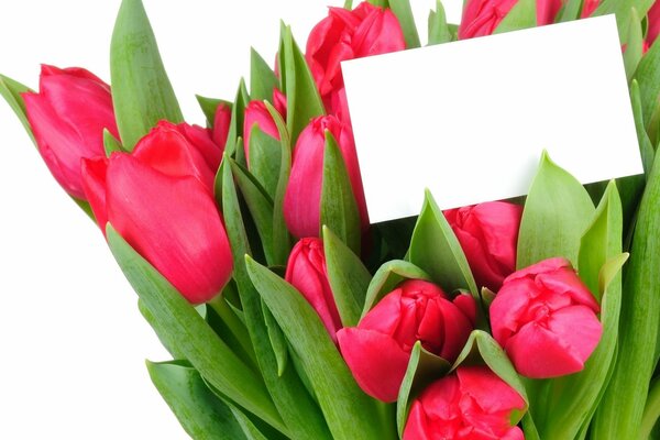 A bouquet of tulips with a message inside