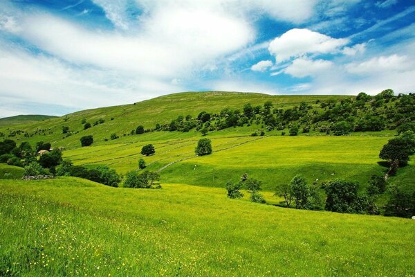 Campo verde in una giornata di sole