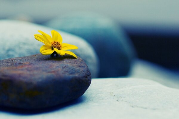 A small yellow flower on a smooth stone