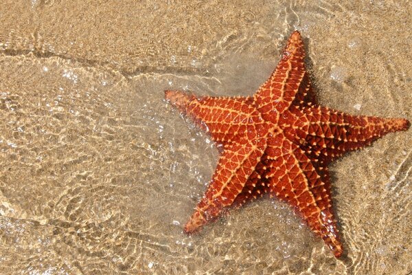 Starfish in clear water and sand