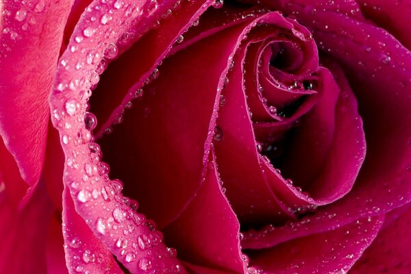 Gotas de rocío de la mañana en una rosa