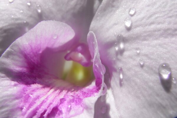 Close-up di ripresa fiore di orchidea