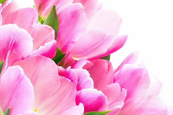 Kwiaty tulipanów, piękno lepisty w rzędzie