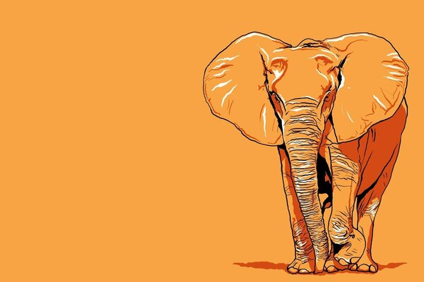 Éléphant dessiné sur fond orange