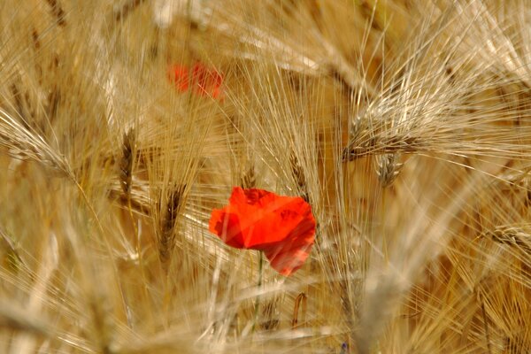 Red poppies among golden spikelets