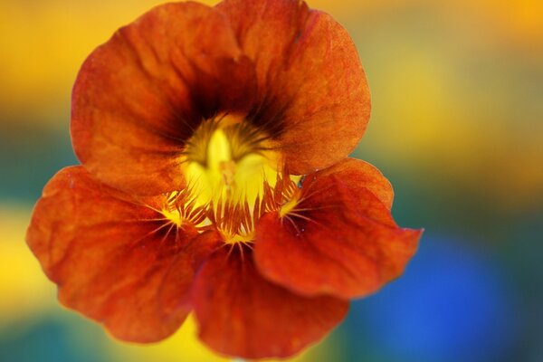 Flor decorativa brillante en macro